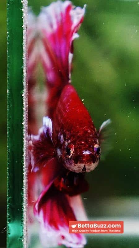 Betta fish Pink Lily Poison Rosetail OHM - Image 8