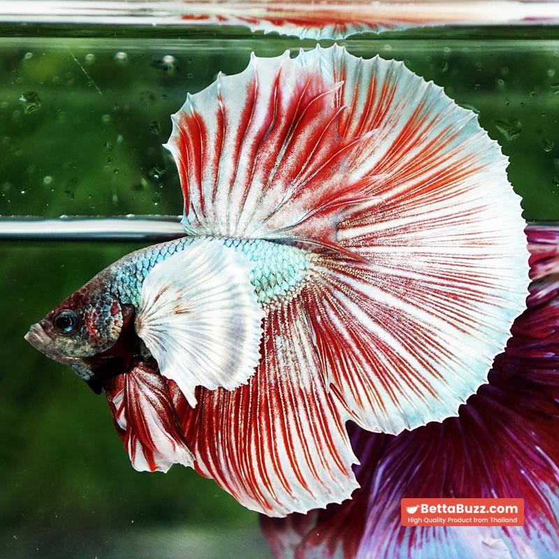 Betta fish Ruby & Gem Salamander Dumbo HM - Image 2