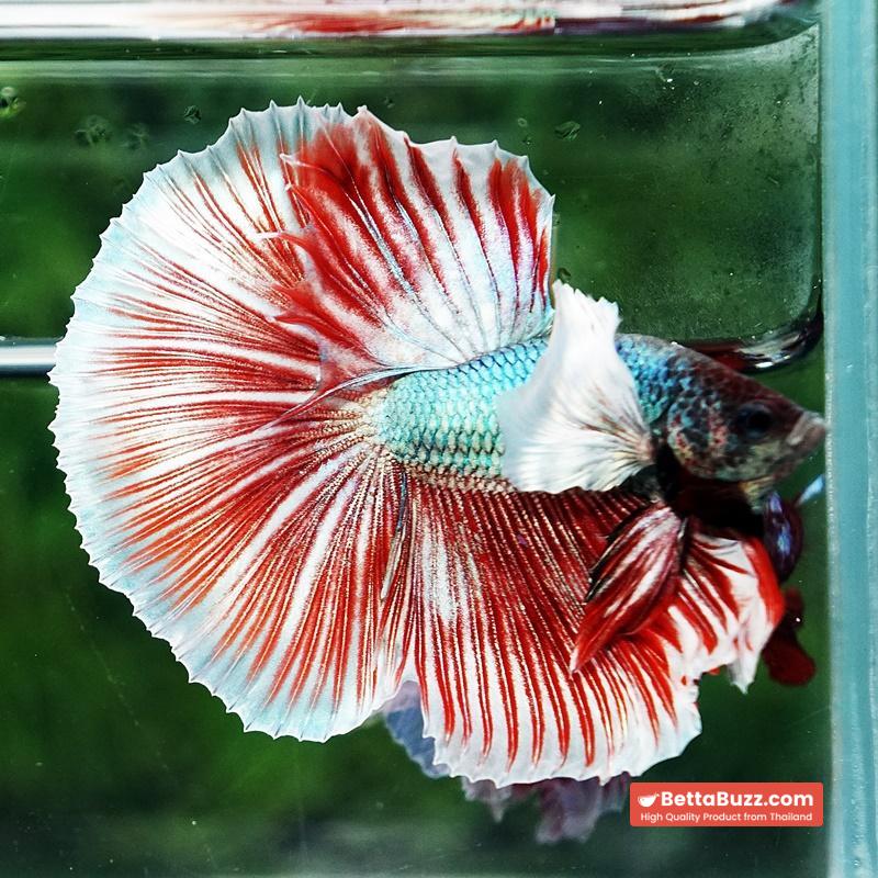 Betta fish Ruby & Gem Salamander Dumbo HM - Image 5