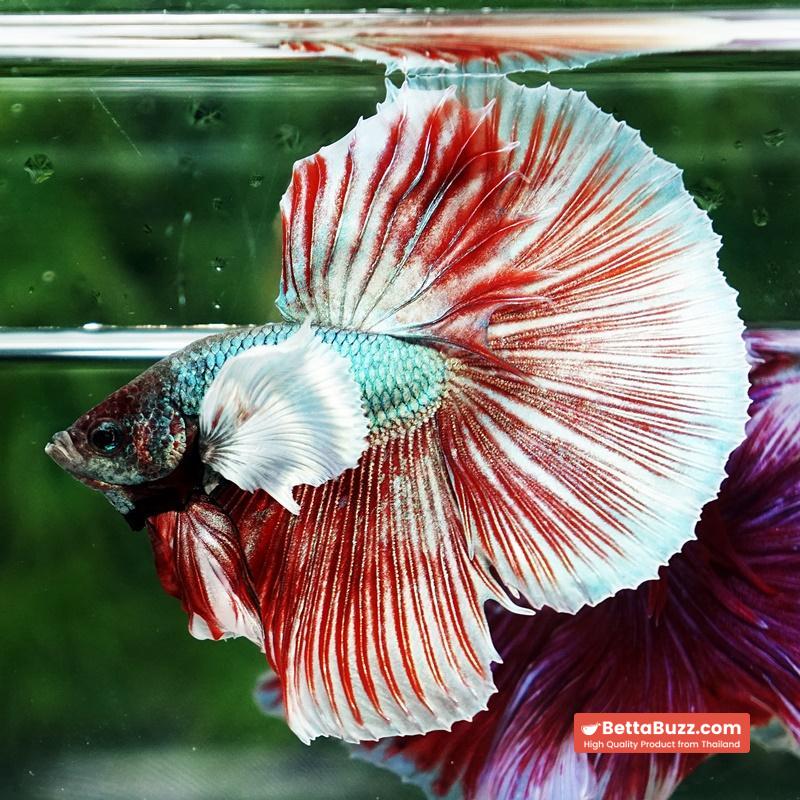 Betta fish Ruby & Gem Salamander Dumbo HM - Image 4