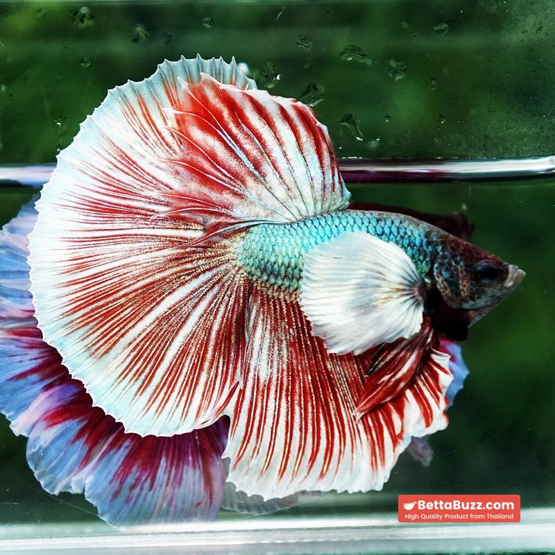 Betta fish Ruby & Gem Salamander Dumbo HM - Image 3