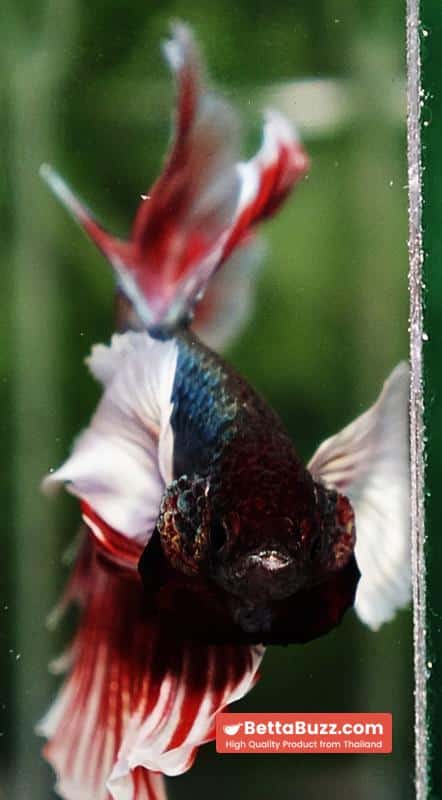 Betta fish Ruby & Gem Salamander Dumbo HM - Image 6