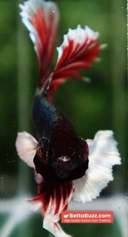 Betta fish Ruby & Gem Salamander Dumbo HM - Image 7