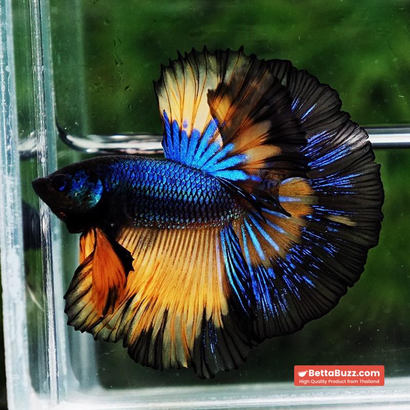 Betta fish Classic Blue Mustard Gas Black Ring OHM - Image 3