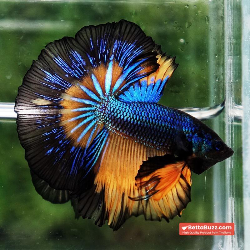 Betta fish Classic Blue Mustard Gas Black Ring OHM - Image 4