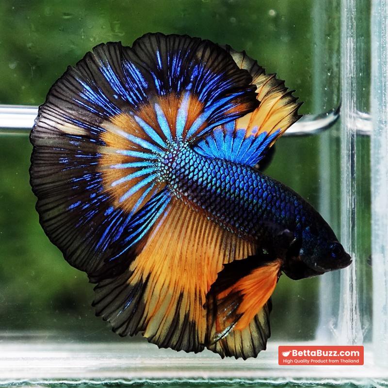Betta fish Classic Blue Mustard Gas Black Ring OHM - Image 2