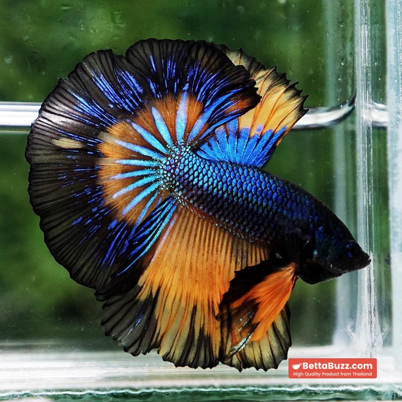 Betta fish Classic Blue Mustard Gas Black Ring OHM - Image 6