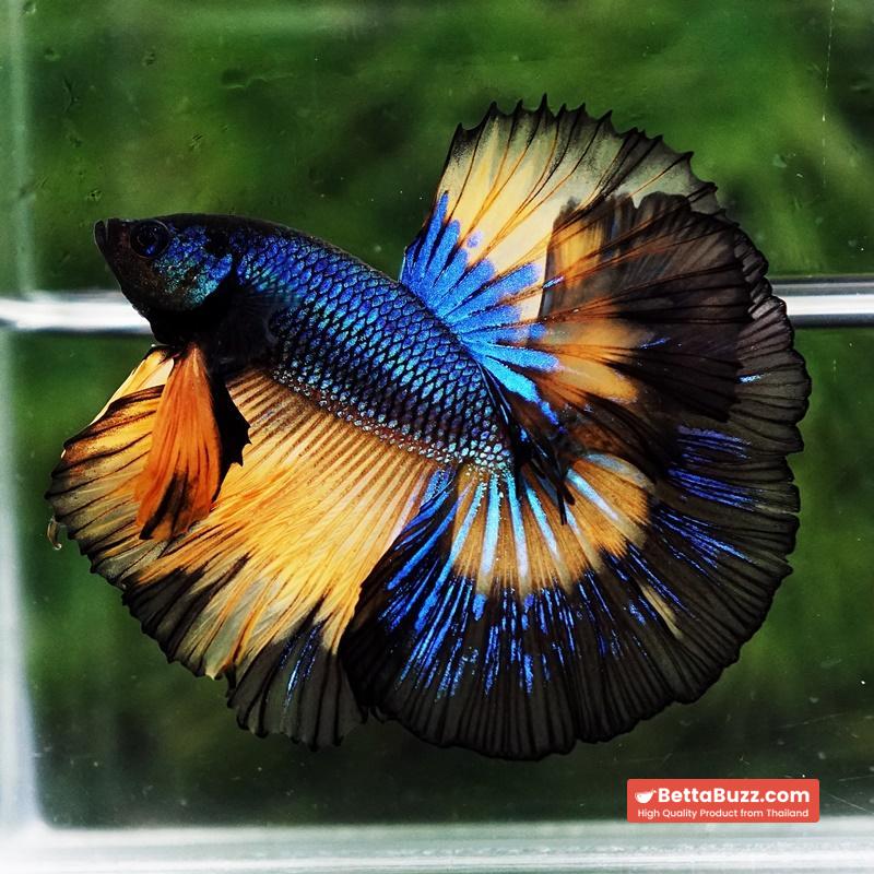 Betta fish Classic Blue Mustard Gas Black Ring OHM - Image 5