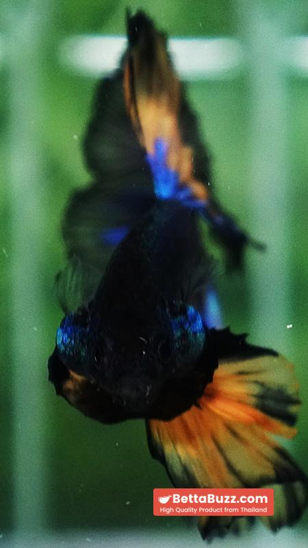Betta fish Classic Blue Mustard Gas Black Ring OHM - Image 7