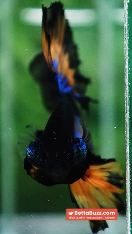 Betta fish Classic Blue Mustard Gas Black Ring OHM - Image 8
