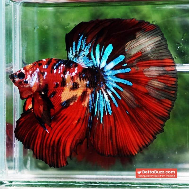 Betta fish King Multicolors Candy Star OHM - Image 6