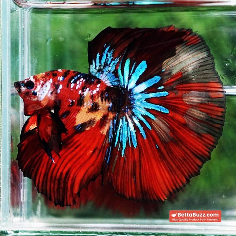 Betta fish King Multicolors Candy Star OHM - Image 2