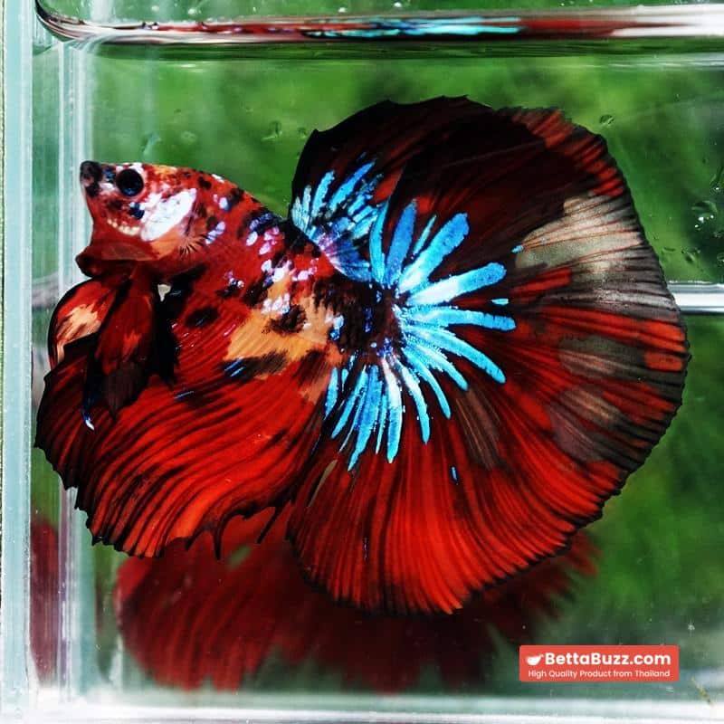 Betta fish King Multicolors Candy Star OHM - Image 4