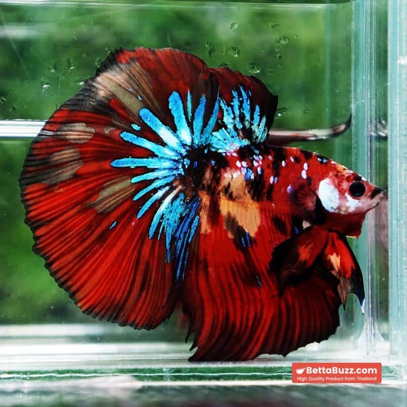Betta fish King Multicolors Candy Star OHM - Image 5