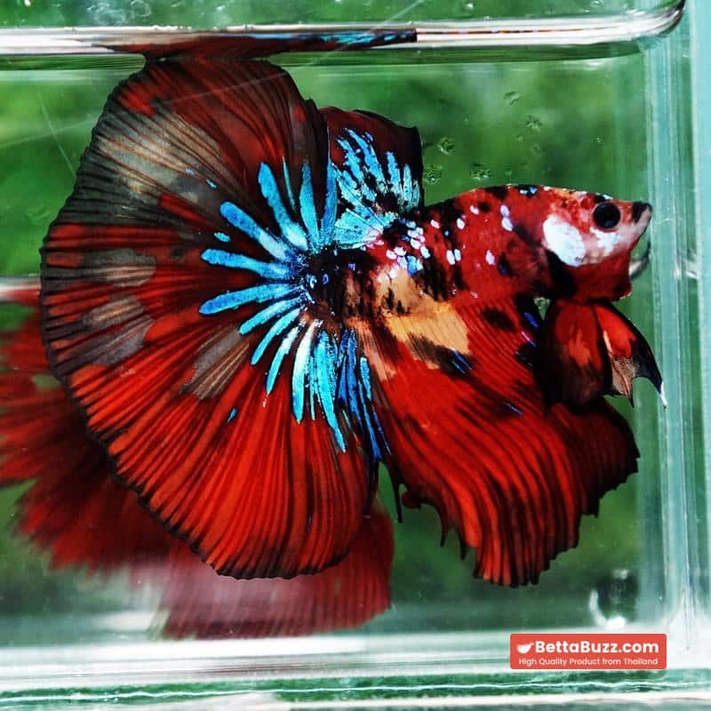 Betta fish King Multicolors Candy Star OHM - Image 3