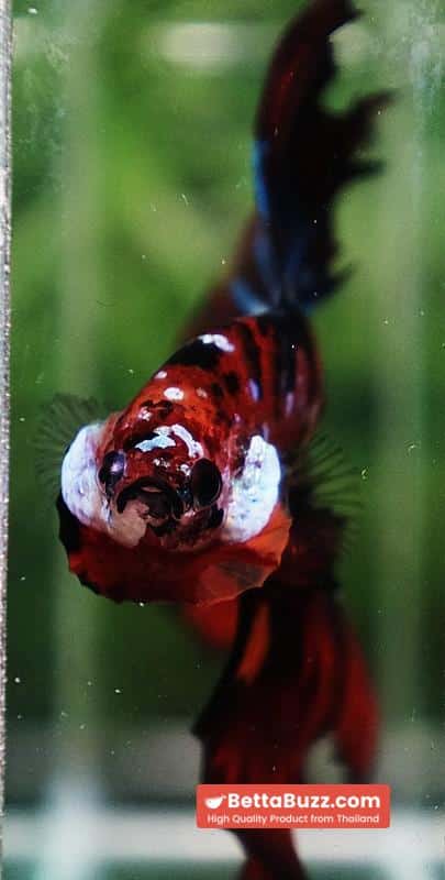 Betta fish King Multicolors Candy Star OHM - Image 7