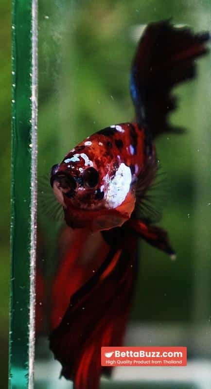 Betta fish King Multicolors Candy Star OHM - Image 8
