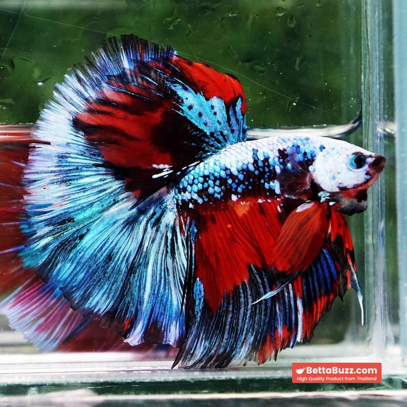 Betta fish Competition grade Multicolors Warirors OHM - Image 5