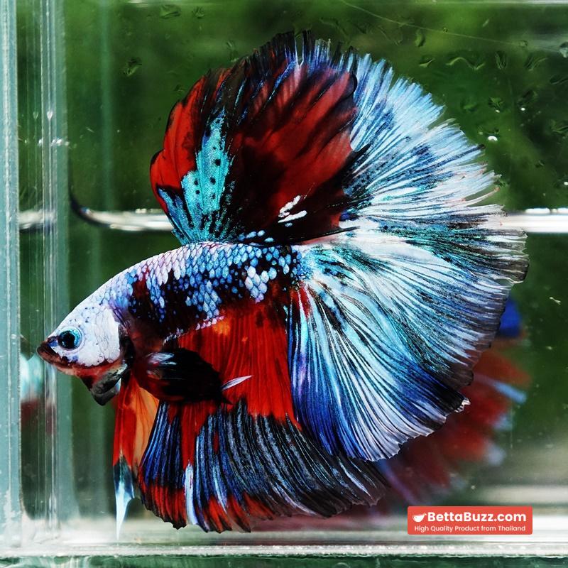 Betta fish Competition grade Multicolors Warirors OHM - Image 7