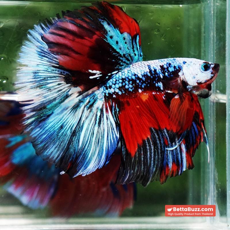 Betta fish Competition grade Multicolors Warirors OHM - Image 3
