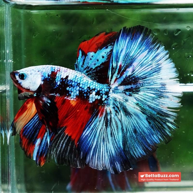Betta fish Competition grade Multicolors Warirors OHM - Image 4