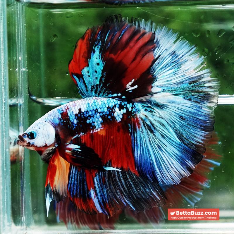 Betta fish Competition grade Multicolors Warirors OHM - Image 2