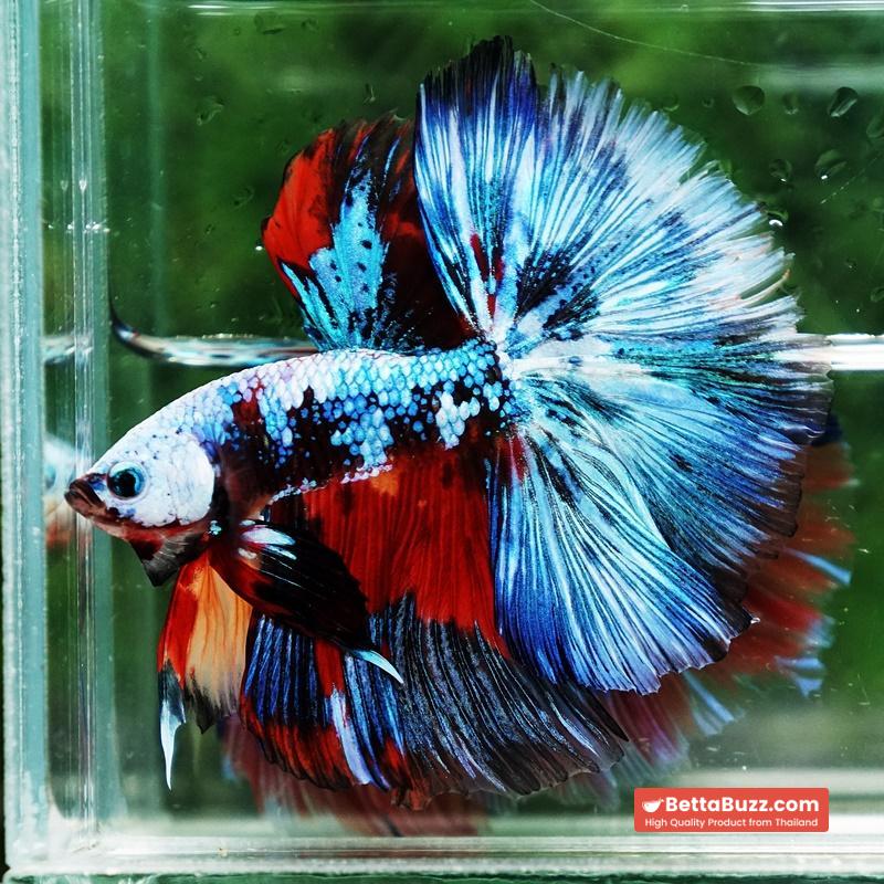 Betta fish Competition grade Multicolors Warirors OHM - Image 6