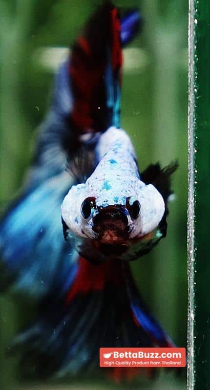 Betta fish Competition grade Multicolors Warirors OHM - Image 8