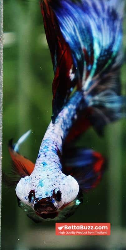 Betta fish Competition grade Multicolors Warirors OHM - Image 9