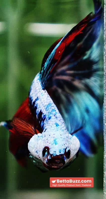 Betta fish Competition grade Multicolors Warirors OHM - Image 10