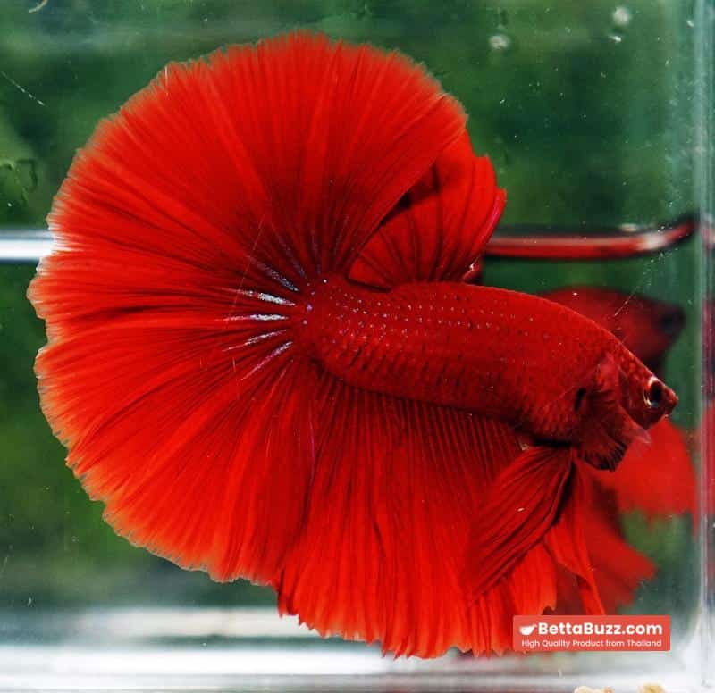 Betta fish Big Evil Red OHM - Image 5