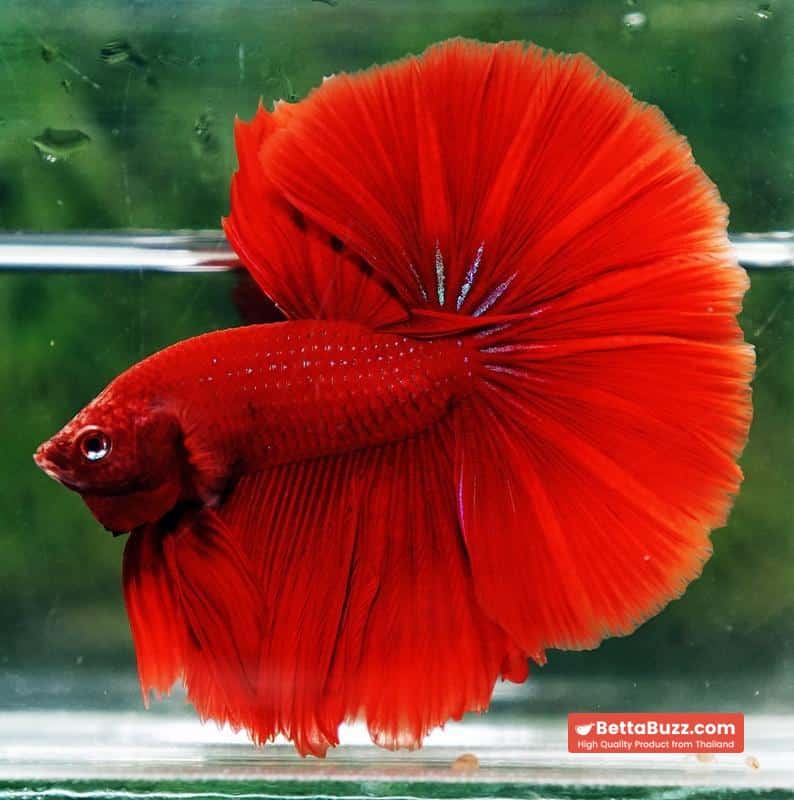 Betta fish Big Evil Red OHM - Image 6