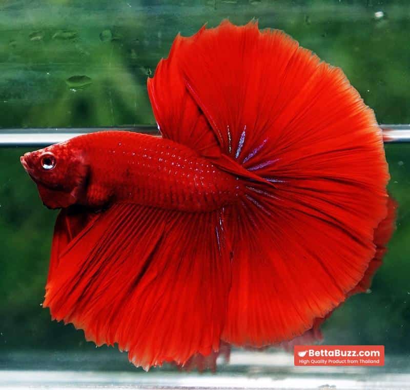 Betta fish Big Evil Red OHM - Image 4