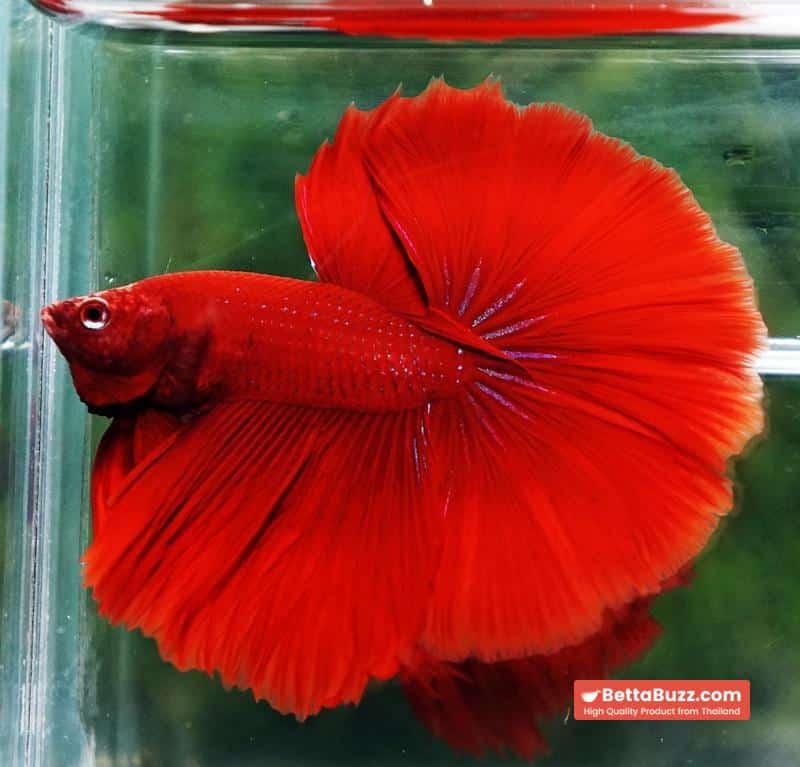 Betta fish Big Evil Red OHM - Image 2