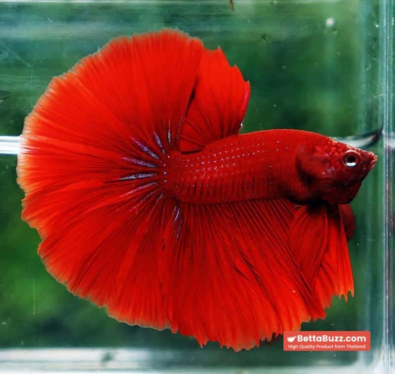 Betta fish Big Evil Red OHM - Image 3
