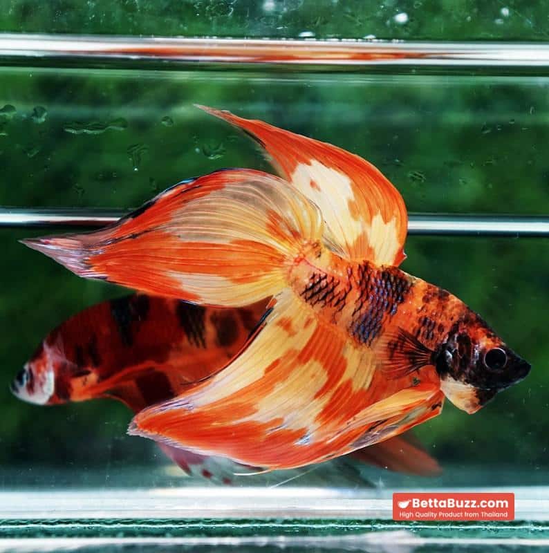 Betta fish Prince Phoenix Blaze Burn On Fire VT (Comp Grade) - Image 5