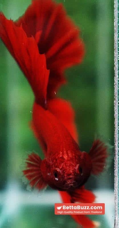 Betta fish Big Evil Red OHM - Image 7