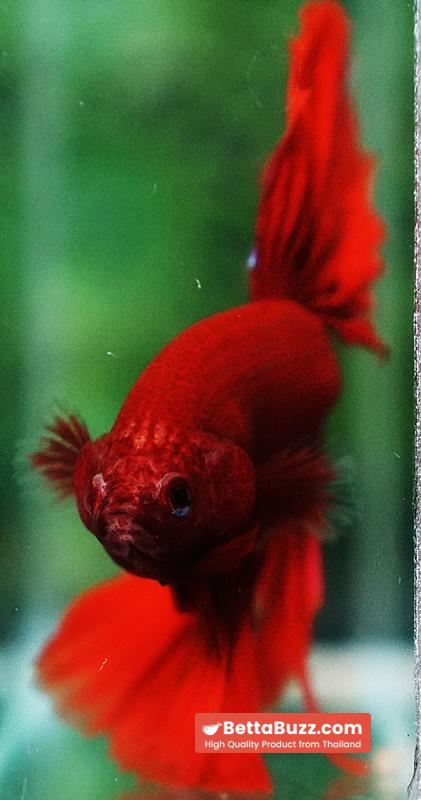 Betta fish Big Evil Red OHM - Image 8
