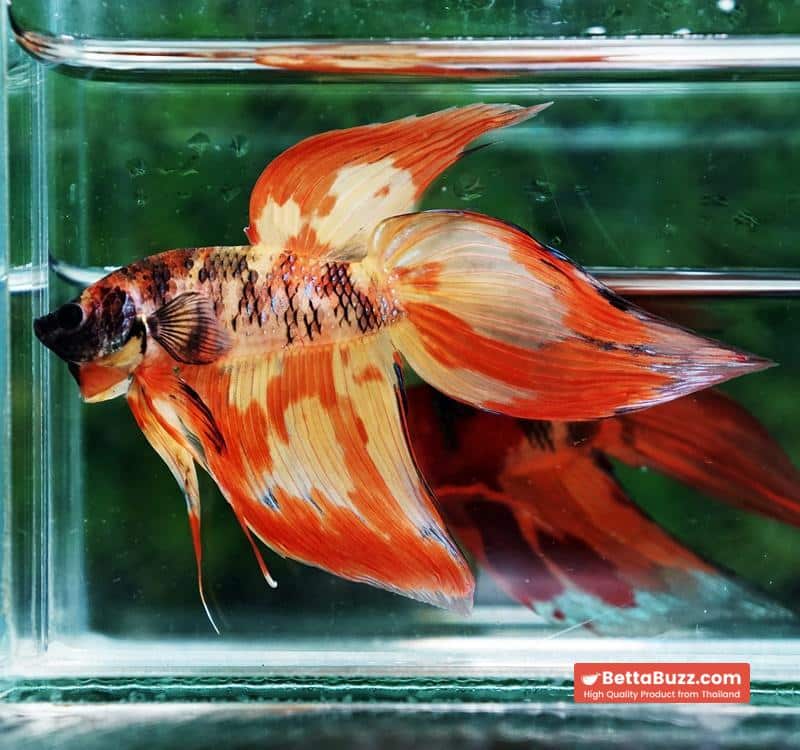 Betta fish Prince Phoenix Blaze Burn On Fire VT (Comp Grade) - Image 2