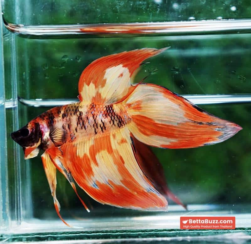 Betta fish Prince Phoenix Blaze Burn On Fire VT (Comp Grade) - Image 4