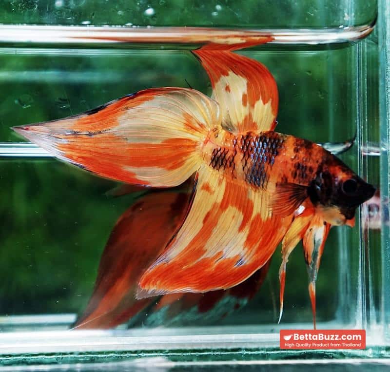 Betta fish Prince Phoenix Blaze Burn On Fire VT (Comp Grade) - Image 6