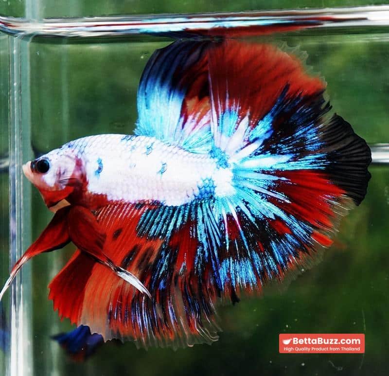 Betta fish Multicolor Fancy Candy OHM - Image 4