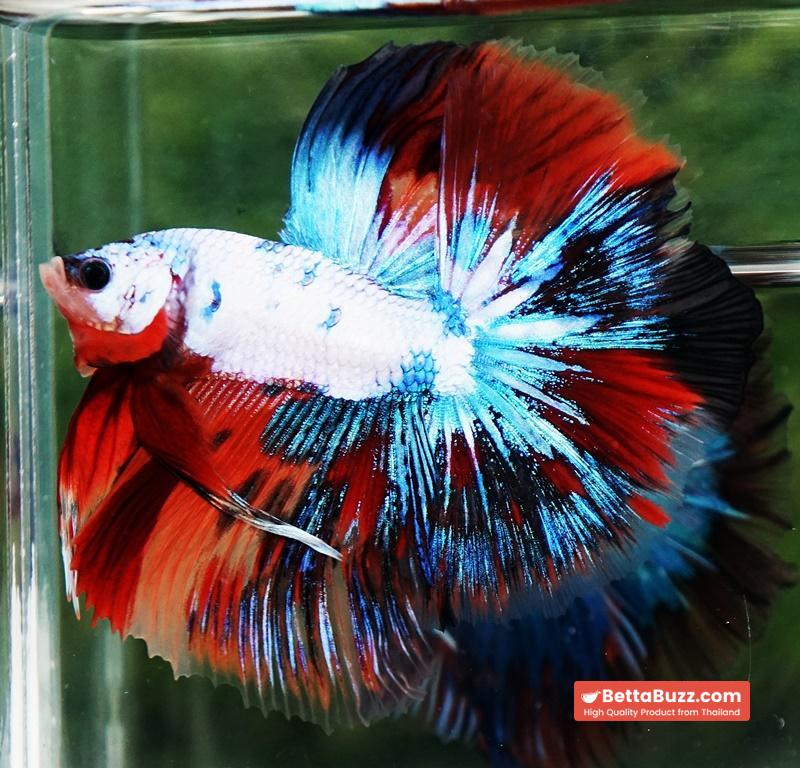 Betta fish Multicolor Fancy Candy OHM - Image 2