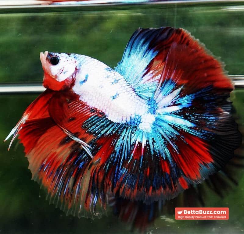 Betta fish Multicolor Fancy Candy OHM - Image 6