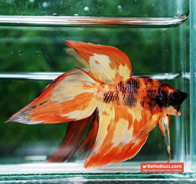Betta fish Prince Phoenix Blaze Burn On Fire VT (Comp Grade) - Image 3