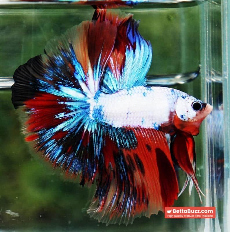 Betta fish Multicolor Fancy Candy OHM - Image 5