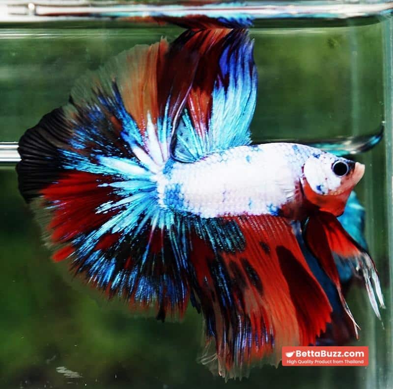 Betta fish Multicolor Fancy Candy OHM - Image 3