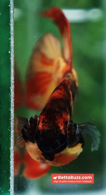 Betta fish Prince Phoenix Blaze Burn On Fire VT (Comp Grade) - Image 7