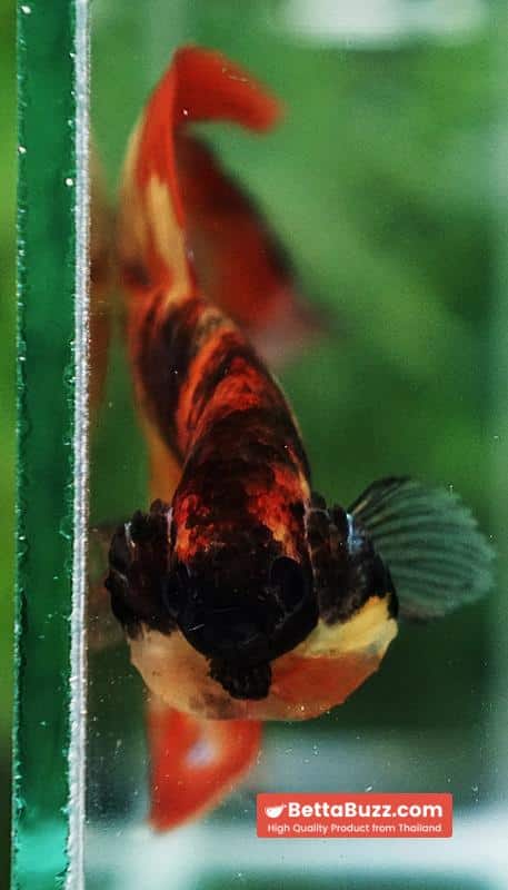 Betta fish Prince Phoenix Blaze Burn On Fire VT (Comp Grade) - Image 8