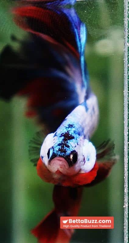 Betta fish Multicolor Fancy Candy OHM - Image 7